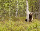 Brown Bear