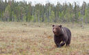 Brown Bear