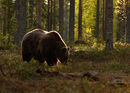 Brown Bear (Forest)