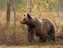 Brown Bear (Swamp)