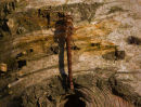 Brown Hawker