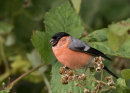Bullfinch