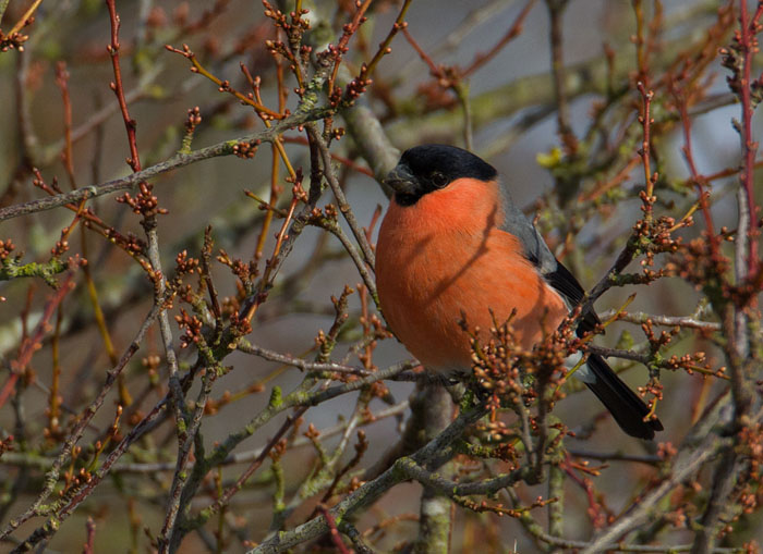 Bullfinch