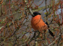 Bullfinch