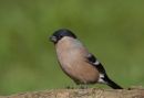 Bullfinch - female
