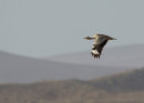 Houbara in Flight
