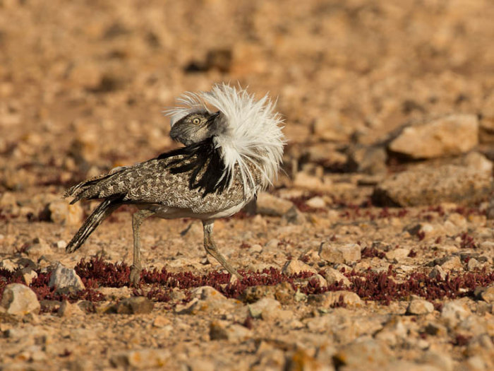 Houbara - Displaying