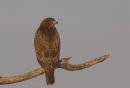Common Buzzard
