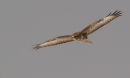 Common Buzzard in Flight