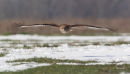 Low-Flying Buzzard