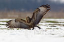 Common Buzzard