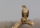 Common Buzzard