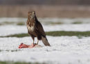 Buzzard on carrion