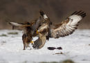 Buzzard Dispute