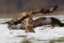 Buzzard Dispute