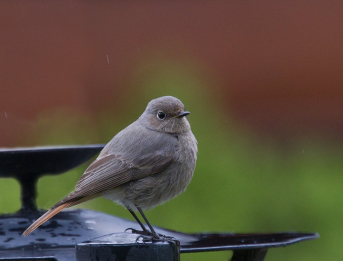 Black Redstart