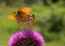 Cardinal Butterfly