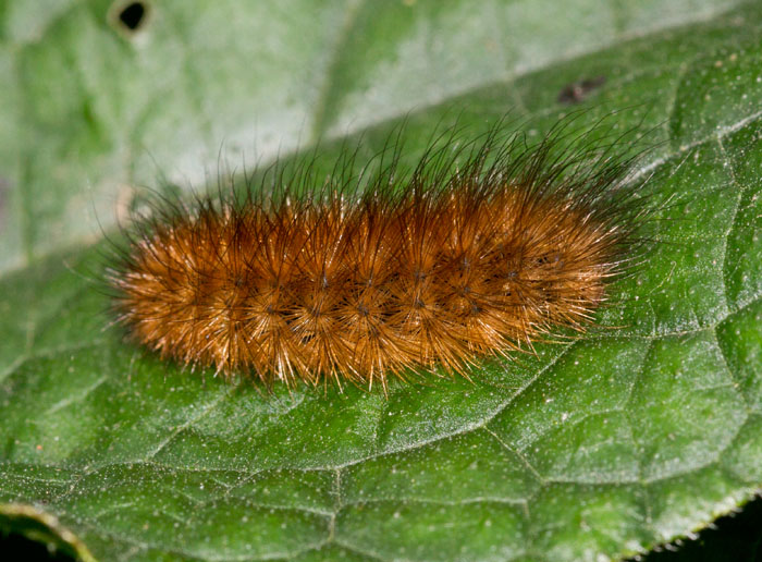 Ruby Tiger Larva