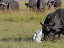 Cattle Egret and Buffalo
