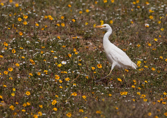 Cattle Egret