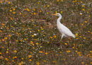 Cattle Egret