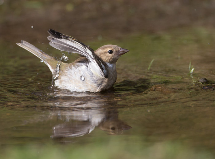 Chaffinch