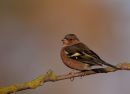 Chaffinch