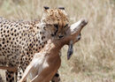 Cheetah and Kill