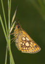 Chequered Skipper