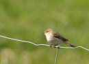 Chiffchaff