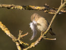 Chiffchaff