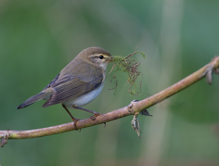 Chiffchaff with Nest Material