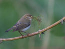 Chiffchaff with Nest Material