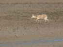 Chinese Water Deer