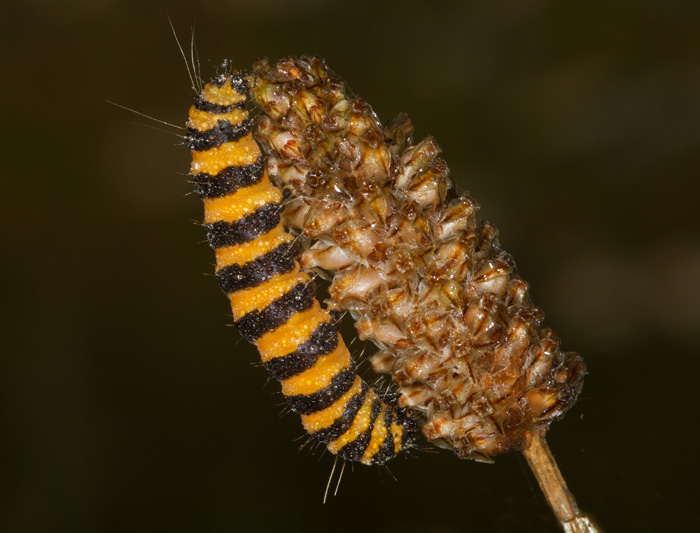 Cinnabar Moth