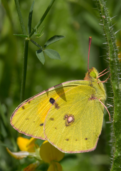 Clouded Yellow