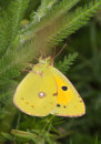 Clouded Yellow