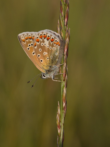 Common Blue