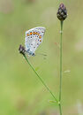Common Blue or Escher's Blue?
