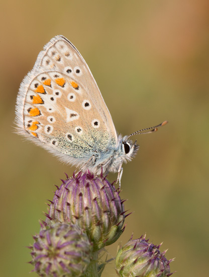 Common Blue on Thistle