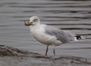 Herring Gull with Crab