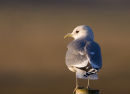 Common Gull
