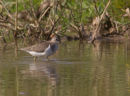 Common Sandpiper