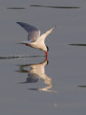 Common Tern