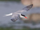 Common Tern