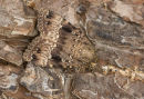 Copper Underwing