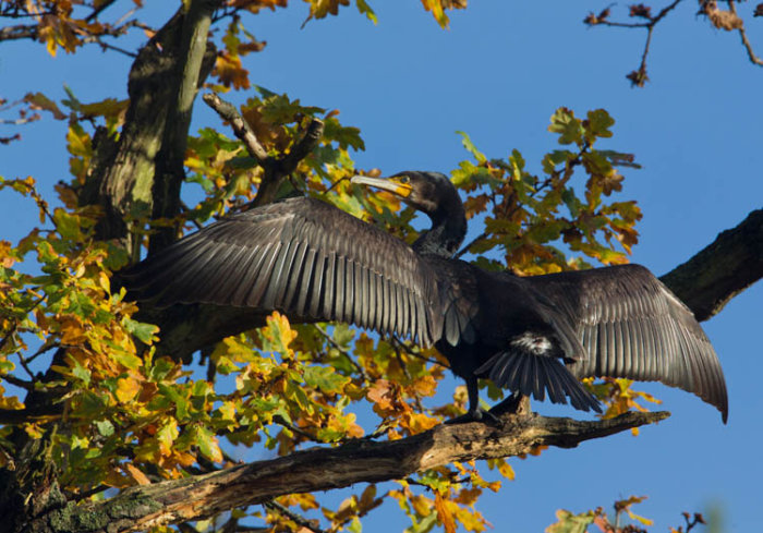 Cormorant