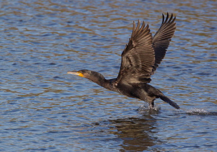 Cormorant Taking Off