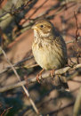 Corn Bunting