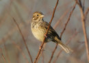 Corn Bunting
